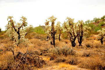 Cholla cactus, Sonora Desert, Mid Spring