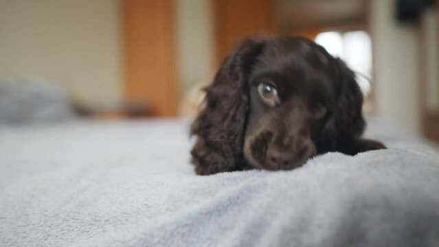 English Cocker Spaniel puppy, close-up portrait. Young dark brown English Cocker Spaniel puppy on the bed, biting the bedspread. A young playful English Cocker Spaniel puppy looks at the camera.