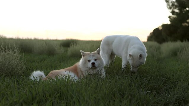 two dogs lying on the grass resting at dusk