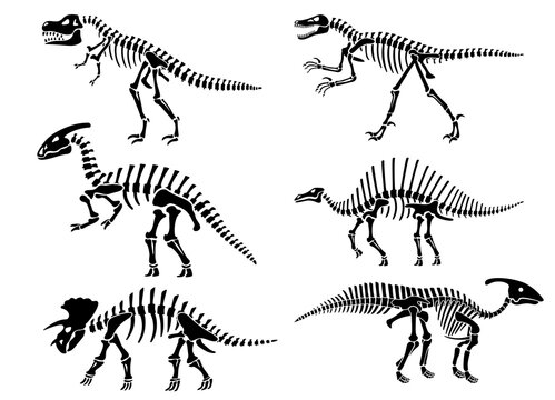 Dinosaur Skeletons. Dinosaur Dino Bones silhouettes,  Velociraptor, Diplodocus, Tyrannosaurus, Stegosaurus Fossil and Tyrannosaurus Skeleton. Remains of Ancient Animals Vector Illustration Set.