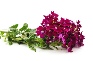 Bouquet of red verbena.