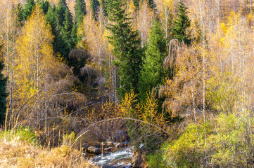 Immerse yourself in the serene beauty of pine trees in the Tien Shan Mountains. Experience the...