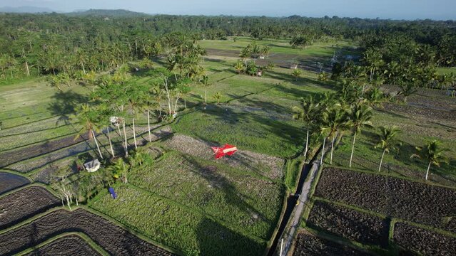 Large red kite gracefully descends and lands on ground in rural area of central Bali. This aerial view captures moment as Balinese children conclude their traditional recreation amidst harvested field