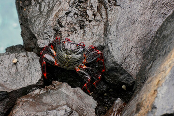 Krabbe von oben mir roten Beinen auf einem Fels