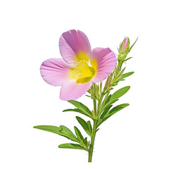 Isolated Pink Evening Primrose - Nature’s Elegance in High Resolution On transparent background PNG file