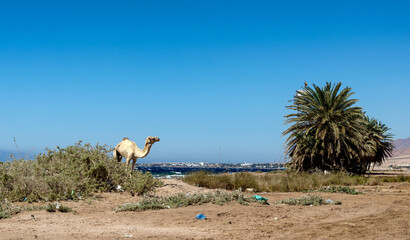 old sick camel on the beach with garbage dump in egypt