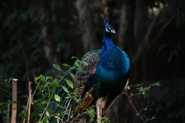 Obraz premium peacock in the park