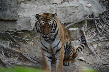 tiger in the zoo