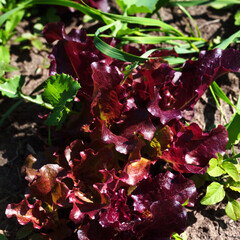 Red salad lettuce growing in garden