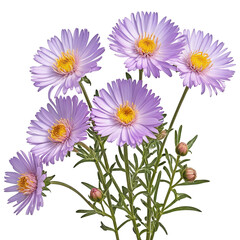 Fototapeta premium High-Quality Image of Isolated Aster Amelle Flowers On transparent background PNG file
