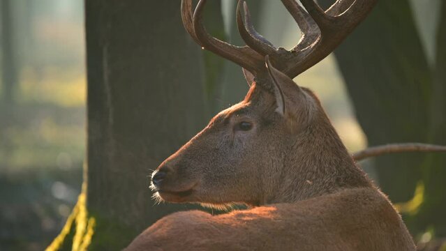 Red deer stag close-up portrait in the forest	