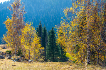 Enjoy the stunning beauty of autumn in the Tien Shan mountains. Be immersed in the vibrant hues of foliage coloring the landscape. An ideal holiday destination for nature lovers.