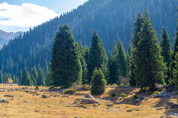 Enjoy the beauty of autumn in the Tien Shan mountains. Take a relaxing stroll among the lush...