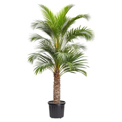 Obraz premium palm tree isolated on white On transparent background PNG file