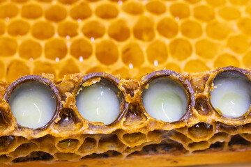 Royal jelly production background photo. queen cells full with royal jelly