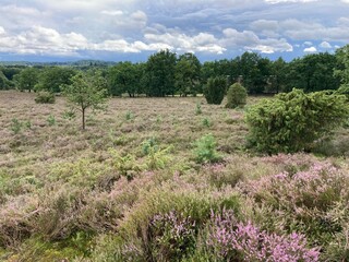 Landschaft in der Lüneburger Heide bei beginnender Heideblüte