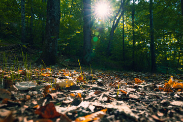 Fallen leaves on the ground and sunlight with trees in the forest