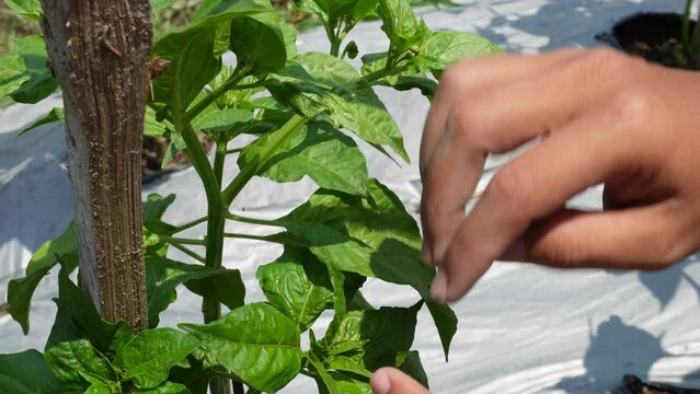 Checking for leafhopper pest in chili farm in Yogyakarta, Indonesia