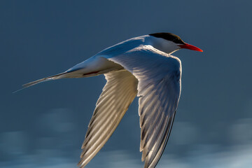 Antarctic Tern (Sterna vittata), Ushuaia, Argentina