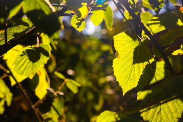 Leaves with backlit. Leaves on the branch illuminated by sunlight