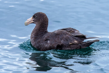 Southern giant petrel (Macronectes giganteus), Beagle Channel, Tierra del Fuego, Argentina