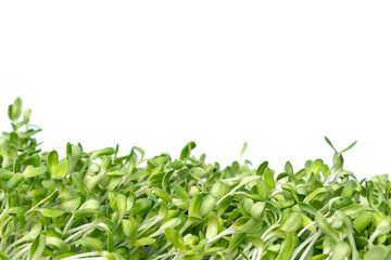 Green young Sunflower sprouts isolated on white background.