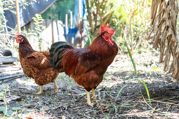 Rooster and hen Rhode Island Red species in free range husbandry natural animal in backyard. concept purebred egg chickens farming in lifestyle garden organic.