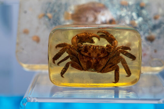 Real Grapsid crab in resin specimen preserved for Biology Science Education.