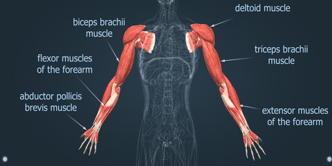 Human body - arm muscles - obrazy, fototapety, plakaty