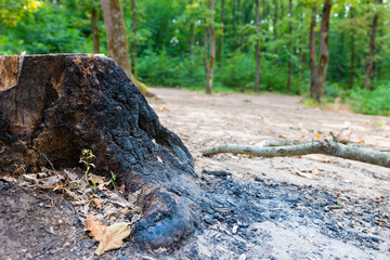Fototapeta premium Wildfire concept photo. Burnt dead tree and ashes on the ground