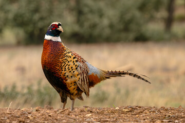 Common Pheasant - Phasianus colchicus, beautiful colored bird from Euroasian fields and meadows,...