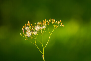 nature background for desktop or lock screen