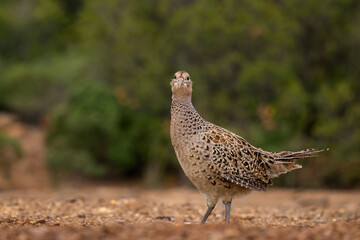 Common Pheasant - Phasianus colchicus, beautiful colored bird from Euroasian fields and meadows, Andalusia, Spain.