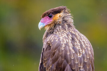Crested caracara (Caracara plancus), Tierra Del Fuego, Argentina