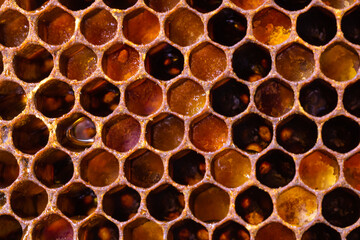 Honeycomb view with bee breads in the cells in focus