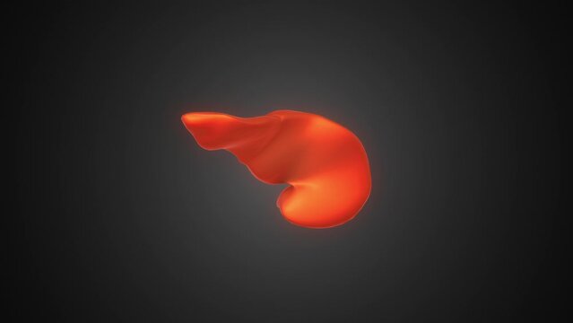 Anatomical background of the human pancreas in medicine