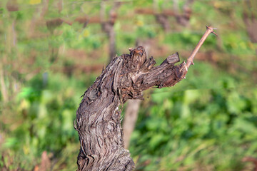 detail of vine looking like a seagull or bird