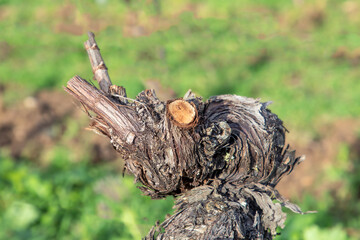 detail of vine looking like a seagull or bird