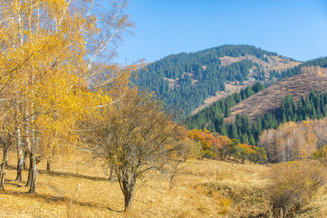 Enjoy the breathtaking beauty of autumn in the Tien Shan mountains. Witness the vibrant colors of majestic spruce and birch trees against the backdrop of rocky cliffs. Find peace and serenity