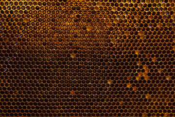 Honeycomb in full frame view. Bee breads inside the cells.
