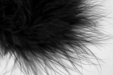 dark litle feather macro foto