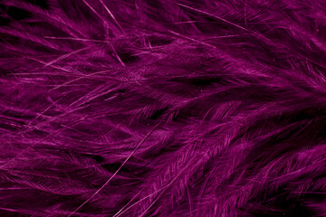 purple litle feather macro foto