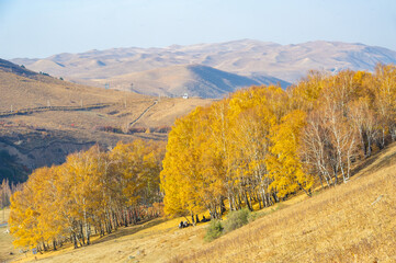 xperience the breathtaking beauty of autumn in the Tien Shan Mountains. Immerse yourself in the...