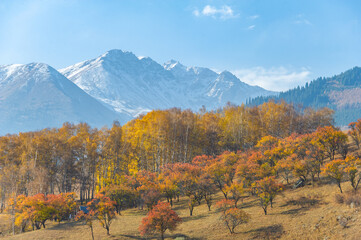Experience the stunning beauty of the Tien Shan mountains in autumn. Be enchanted by the vibrant foliage and towering peaks. Immerse yourself in a picturesque landscape that will take your breath awa - obrazy, fototapety, plakaty