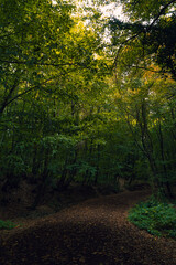 A path with fallen leaves in the lush forest. Moody forest view