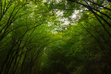 Lush green forest view from inside the forest. Carbon neutrality concept