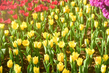 Various Colorful tulips flower in the public garden .  