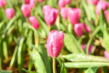 Various Colorful tulips flower in the public garden .  