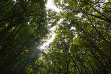 Trees in the forest in low angle view with sunlight. Carbon net zero concept
