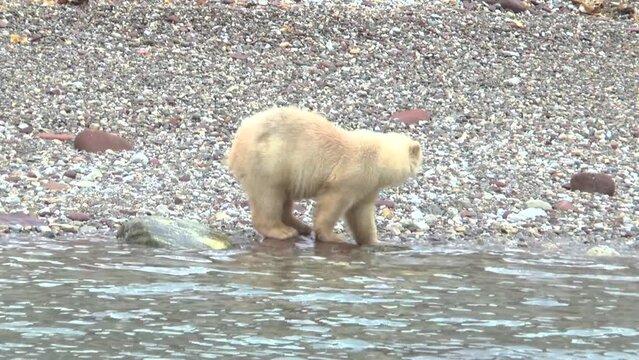 Polar bear with cub on the ocean shore of Spitsbergen. Dangerous animals in the badlands of Northern Europe. Natural landscape of Spitsbergen and wild animals in the Arctic. Svalbard archipelago